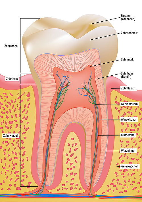 Gegen zahnfleisch drückt weisheitszahn Zahnfleischentzündung: Was